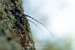 Grand Capricorne émergeant du tronc d’un chêne