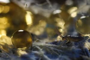 Collembole dans paysage de gouttes d'eau