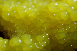 Détail sur un blob Physarum sp.