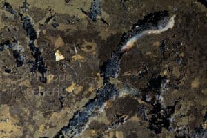 Focus sur vers de terre et galeries