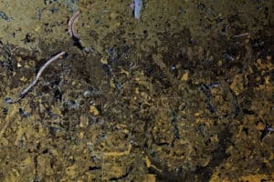 Vue profil sol avec galeries vers de terre