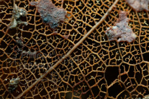Zoom sur nervures d'une feuille morte