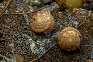 escargots sur feuille décomposée