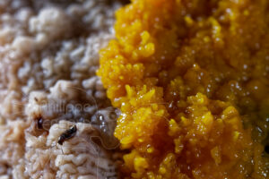 Focus sur blob Physarum polycephalum