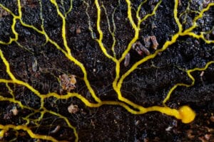 focus sur les ramifications d'un blob, genre Physarum sp.