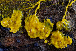 Plasmodes sur blob Physarum polycephalum