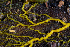 focus sur les ramifications d'un blob, genre Physarum sp.