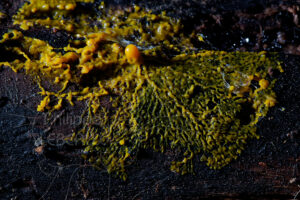 Blob Physarum polycephalum sur bois en décomposition