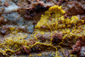 blob Physarum polycephalum