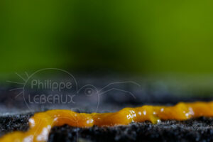 Focus sur ramification de blob Physarum polycephalum