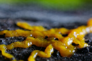 Focus sur ramification de blob Physarum polycephalum