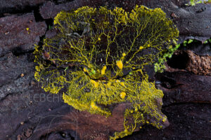 Blob Physarum polycephalum sur bois en décomposition