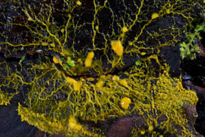 Blob Physarum polycephalum sur bois en décomposition