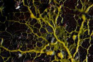 blob Physarum polycephalum avec collemboles