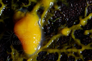 détail plasmode blob Physarum polycephalum
