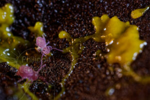 Collemboles et blob Physarum polycephalum