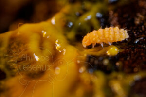 Plasmode de blob Physarum polycephalum et collembole Bilobella aurantiaca
