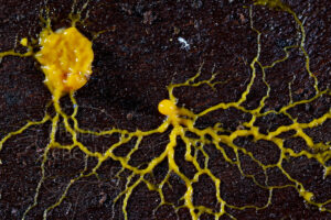 plasmodes et ramifications de blob Physarum polycephalum