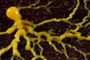 focus sur les ramifications d'un blob, genre Physarum sp.