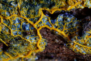 focus sur ramifications de blob Physarum sp.