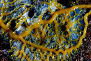 focus sur ramifications de blob Physarum sp.