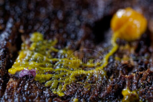 blob Physarum polycephalum sur collembole mort