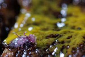 blob Physarum polycephalum sur collembole mort