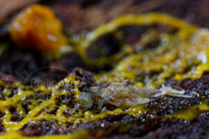 blob Physarum polycephalum sur collembole mort
