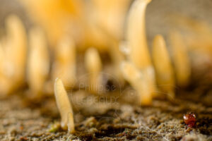 Formation de champignons clavaires avec acarien Oribate sp.