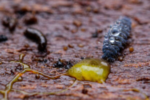Collembole neanura sp. se nourrissant sur un plasmode de blob
