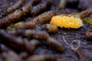 Collembole Bilobella aurantiaca se nourrissant de crottes déposées par des myriapodes