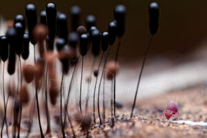 Collembole globulaire et fructifications de myxomycètes Stemonitis sp.
