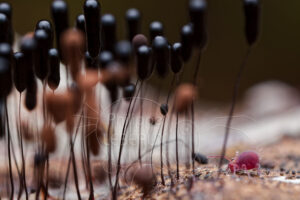 Collembole globulaire et fructifications de myxomycètes Stemonitis sp.