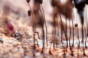 Collembole globulaire et fructifications de myxomycètes Stemonitis sp.