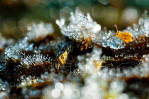 Collembole Dicyrtoma ornata sur des cristaux de givre