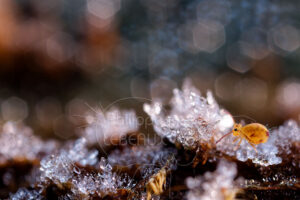 Collembole Dicyrtoma ornata sur des cristaux de givre