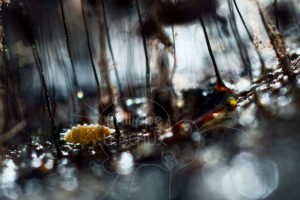 Collembole Bilobella aurantiaca et acarien avec des myxomycètes Stemonitis sp.