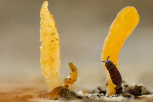 Formation de champignons clavaires ave collemboles hypogastrura sp.