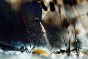 Collembole Bilobella aurantiaca et acarien avec des myxomycètes Stemonitis sp.