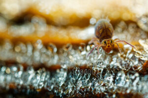 Collembole Dicyrtoma ornata sur des cristaux de givre