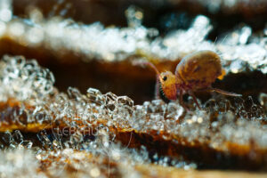 Collembole Dicyrtoma ornata sur des cristaux de givre