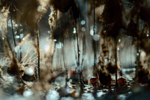 Collembole et acarien avec des myxomycètes Stemonitis sp.