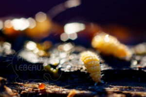 Collemboles Bilobella aurantiaca