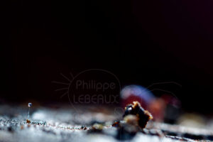 Spermatophore déposé sur le sol par un collembole