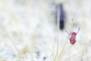 Collembole globulaire sur racine