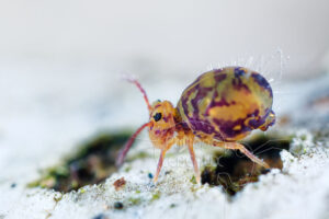 Collembole Dicyrtoma ornata en plan rapproché