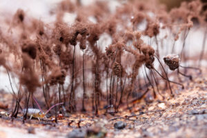 Collembole et acarien parmi des myxomycètes Stemonitis sp.