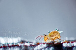 Collembole Dicyrtoma ornata avec gouttes d'eau