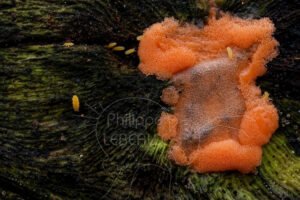Collemboles Bilobella aurantiaca sur blob rouge