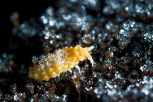 Collemboles Bilobella aurantiaca recouvert de cristaux de givre